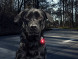 Фонарь для собак Orbiloc Dog Dual Signal Colours, синий в Иваново